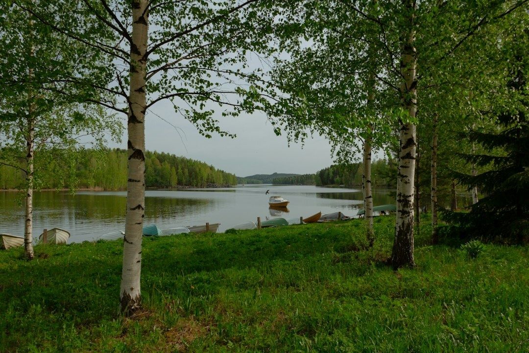 Koivuilla reunustettu järvenranta ja pieniä veneitä kesäisessä maisemassa